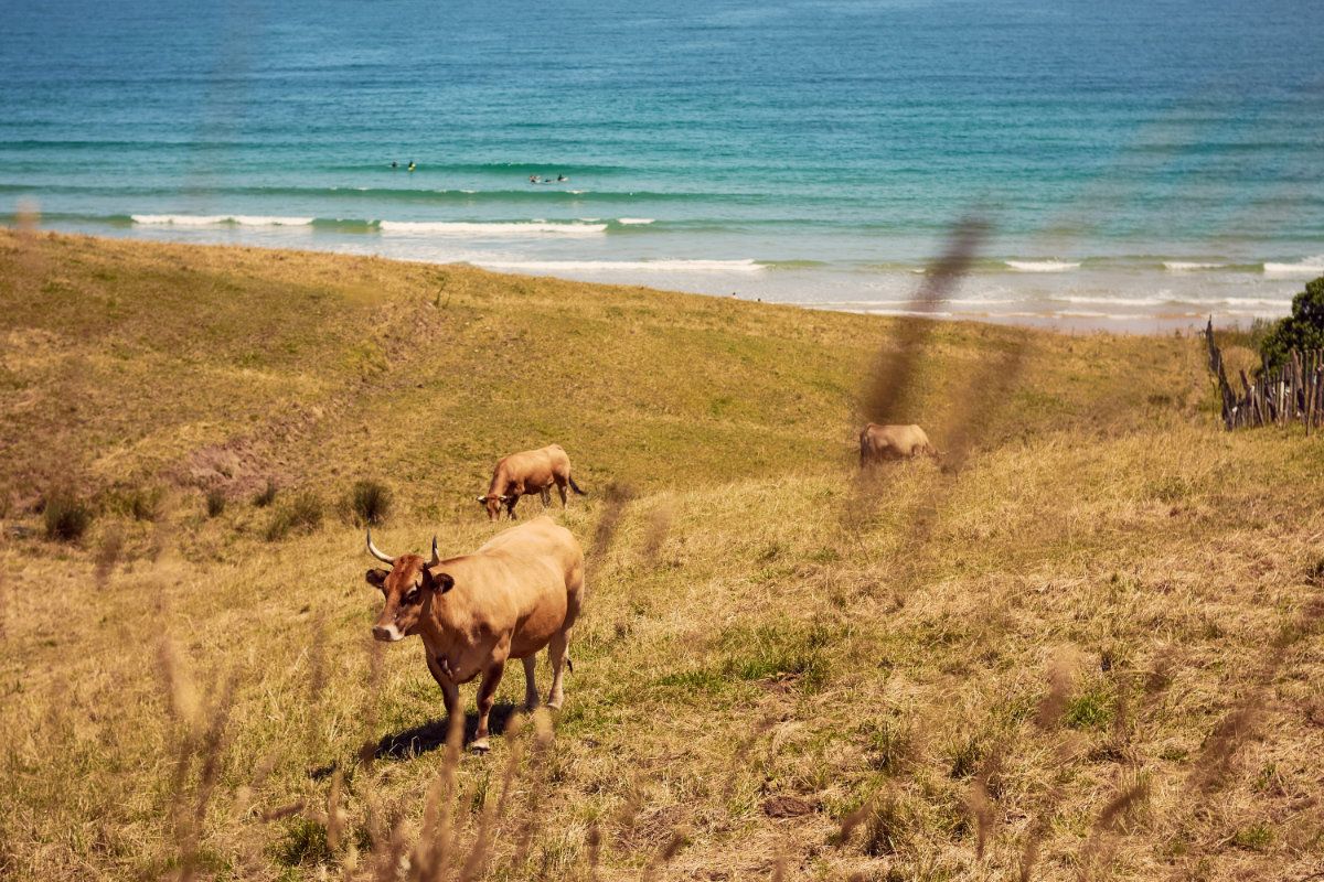 vacas elementsurf surfcamp cantabria