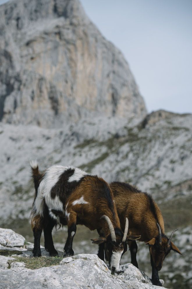 Cabras en Cantabria