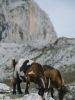 Cabras en Cantabria